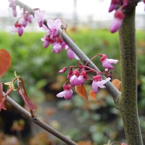 Cercis canadensis 'Forest Pansy' 150-175 cm